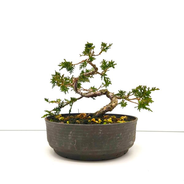 Drzewko bonsai jałowiec chiński