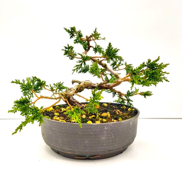 Drzewko bonsai Juniperus Chinesis