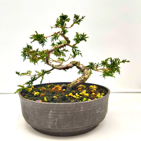 Drzewko Bonsai Juniperus Chinesis