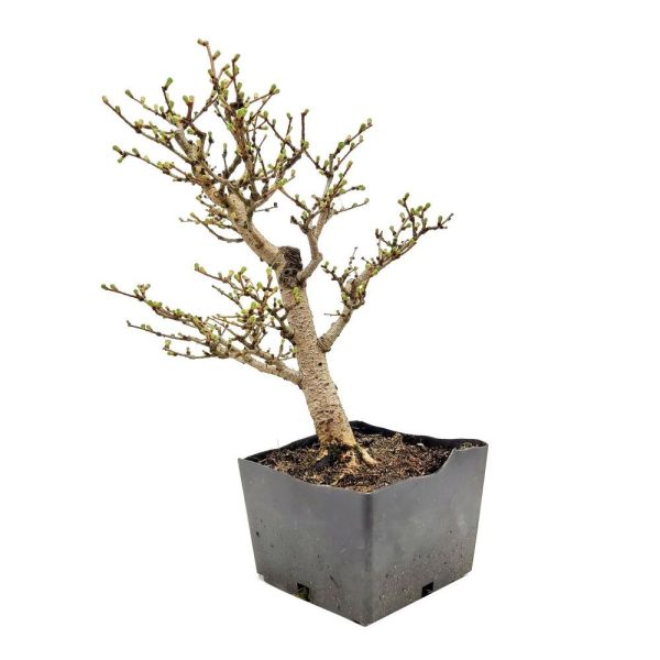 Modrzew bonsai