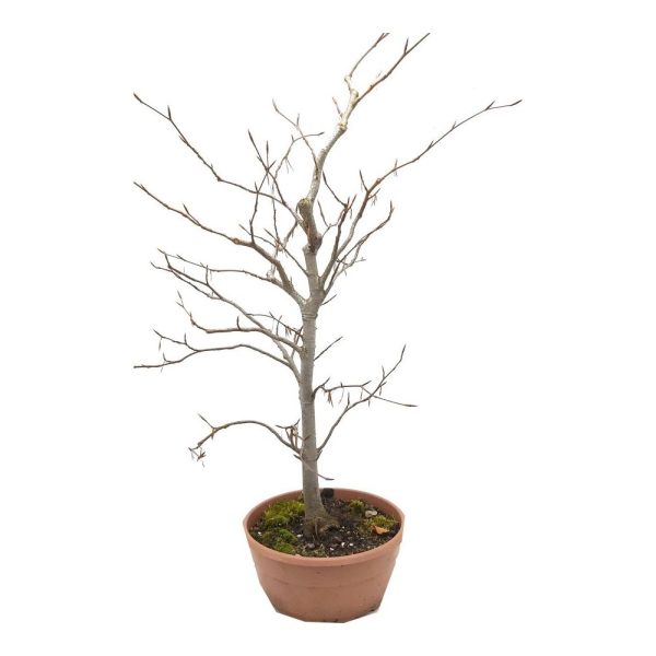 Buk bonsai