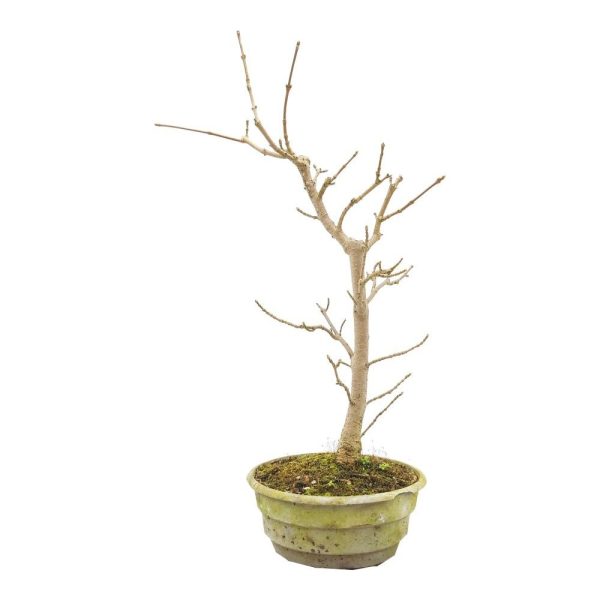 klon bonsai