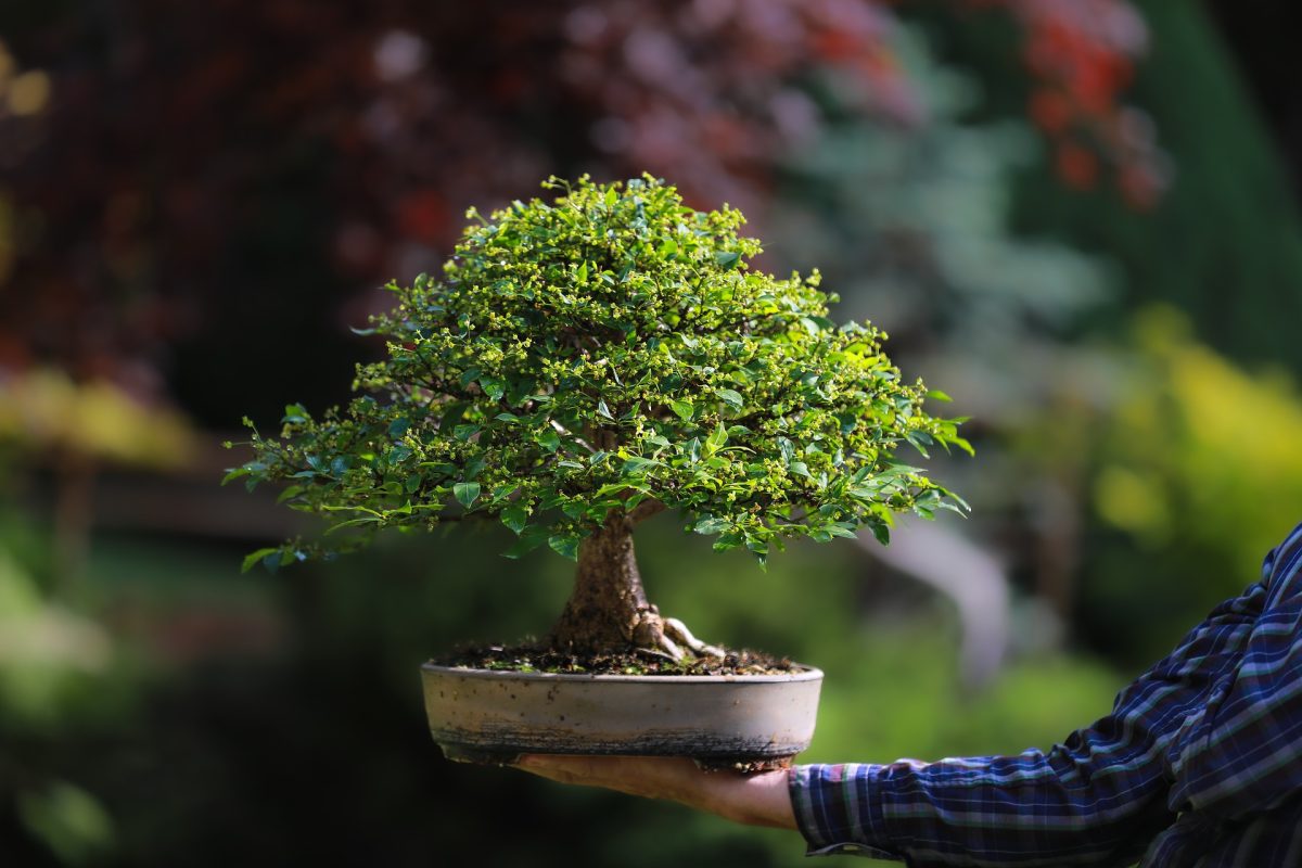 opieka nad bonsai - jak uprawiać z sukcessem