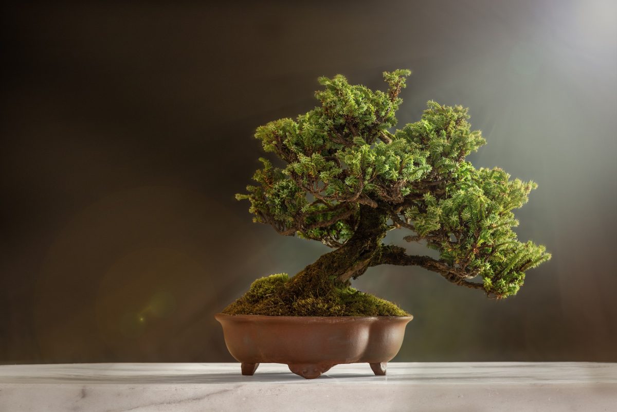 uprawa bonsai
